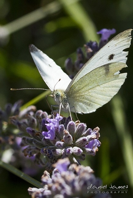 cabbage white butterfly lavender