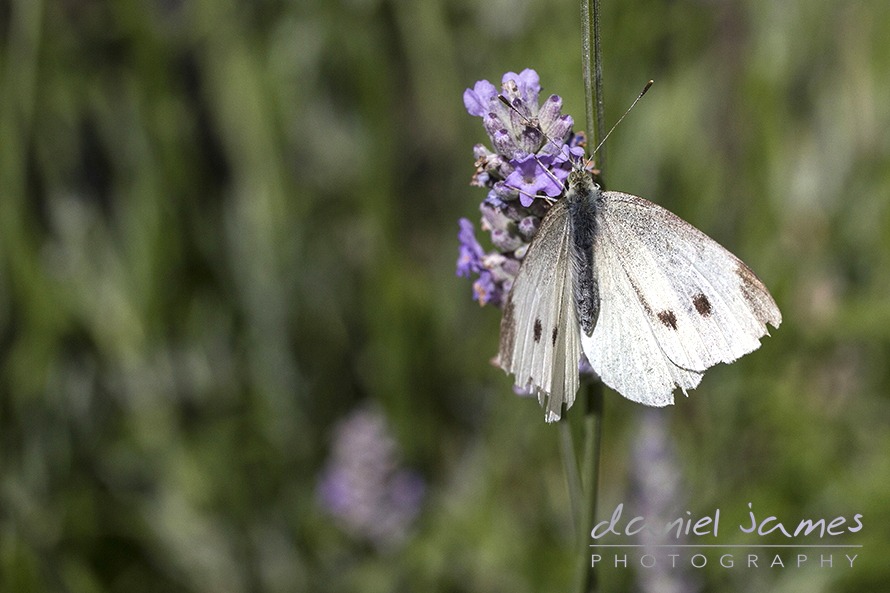 cabbage white butterfly on lavender