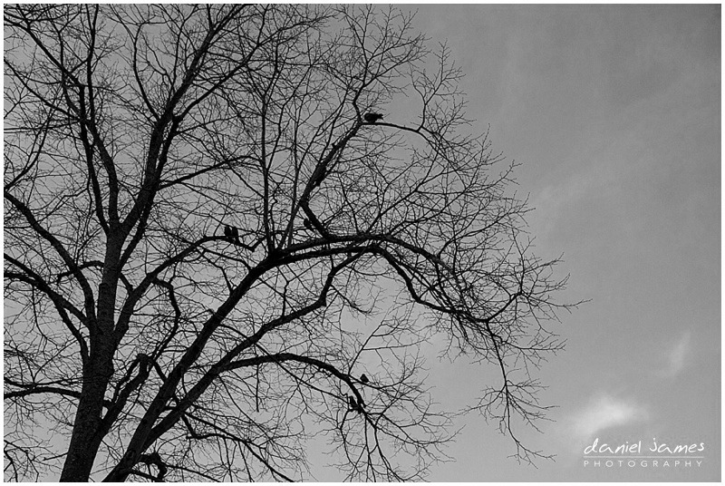 black white trees birds sky