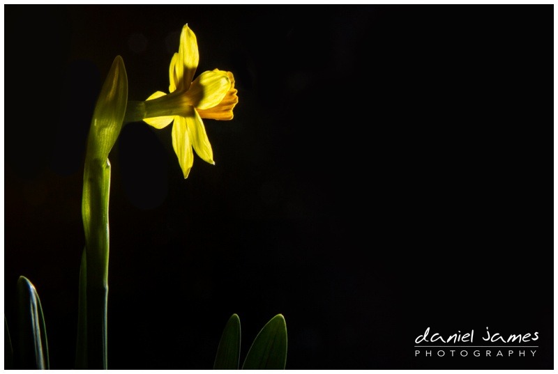 flash flower daffodil yellow