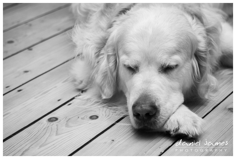 golden retriever dog asleep tired black white