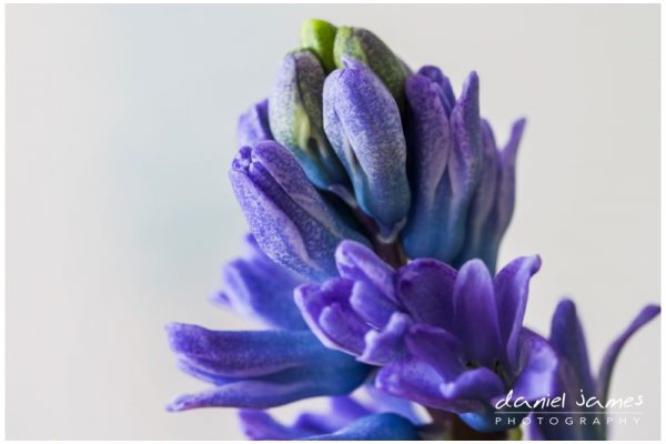 hyacinth purple plant flower nature