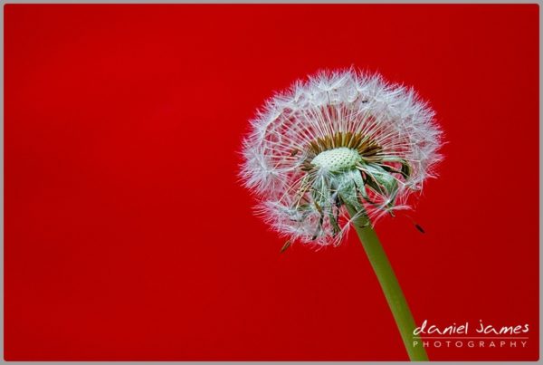 dandelion red flower background
