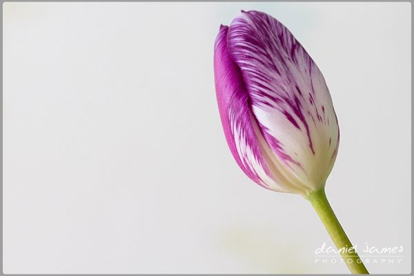 purple tulip flower macro
