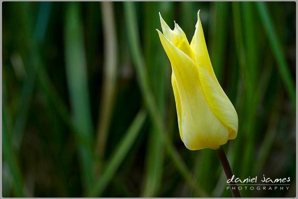 yellow tulip flower macro