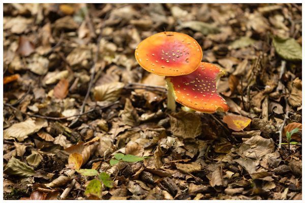 kingsford forest mushrooms