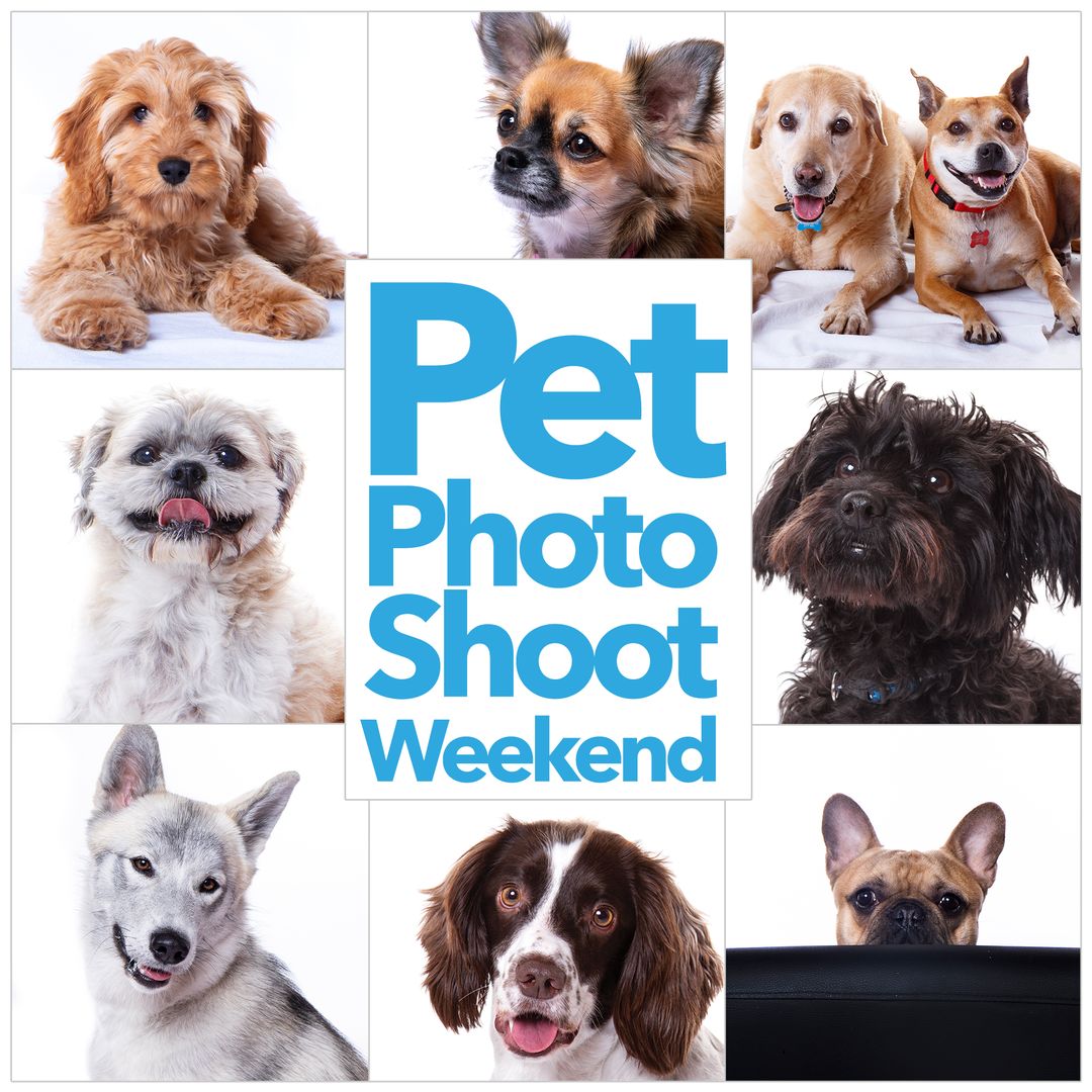 pet photo shoot weekend march 2024