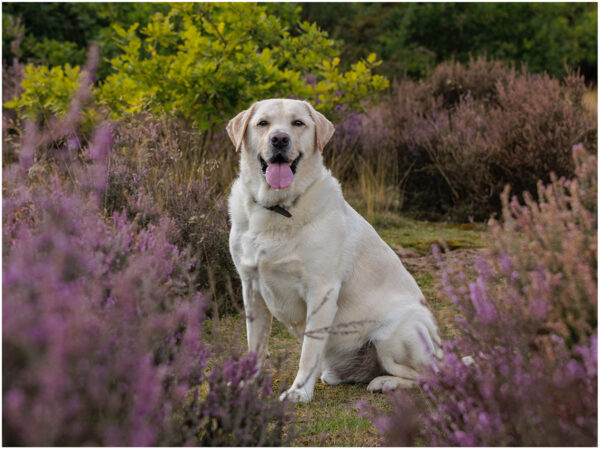 pet photoshoot kinver edge